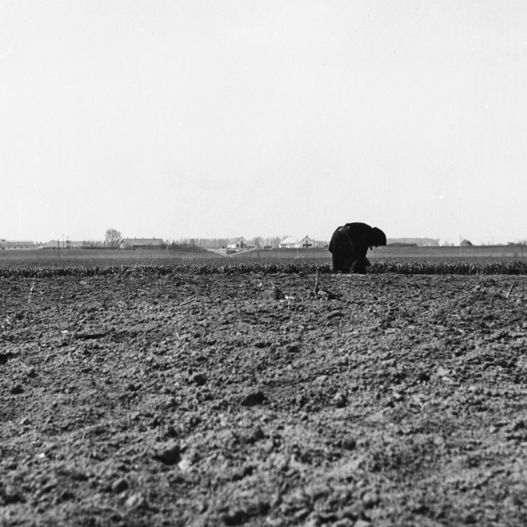 Black-and-white photo of a lone figure in dark clothing bent over crops in a vast tilled field, with distant farmhouses on a flat horizon.